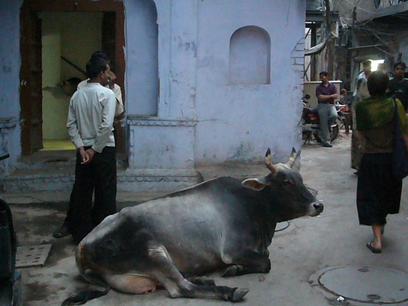 Random cow lying about in the streets of Delhi.